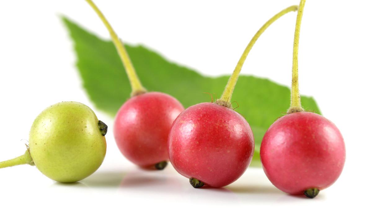 Gambar artikel KANDUNGAN BUAH KERSEN